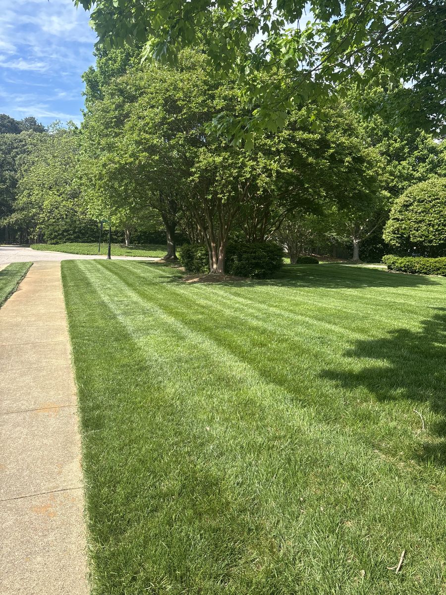 Striped lawn beside a concrete walkway under large shade trees